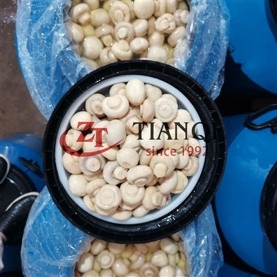 Bolets de botó blanc conservats en bidons - Venda a l'engròs a granel per a la indústria alimentària